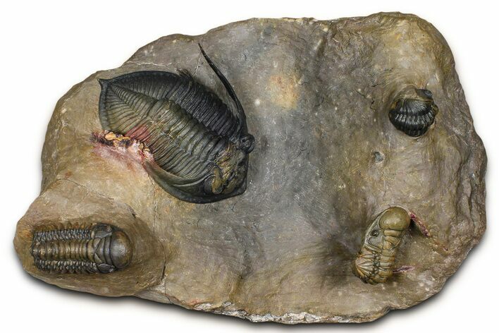 Zlichovaspis Trilobite With Crotalocephalina & Reedops #381179